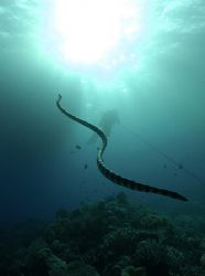 'Dash for air' 
Diver on the line, with banded sea-snake... by Claudia Pellarini 